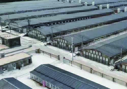 打造绿色畜禽养殖环境，乐鱼空气能助力养殖业实现节能降耗升级